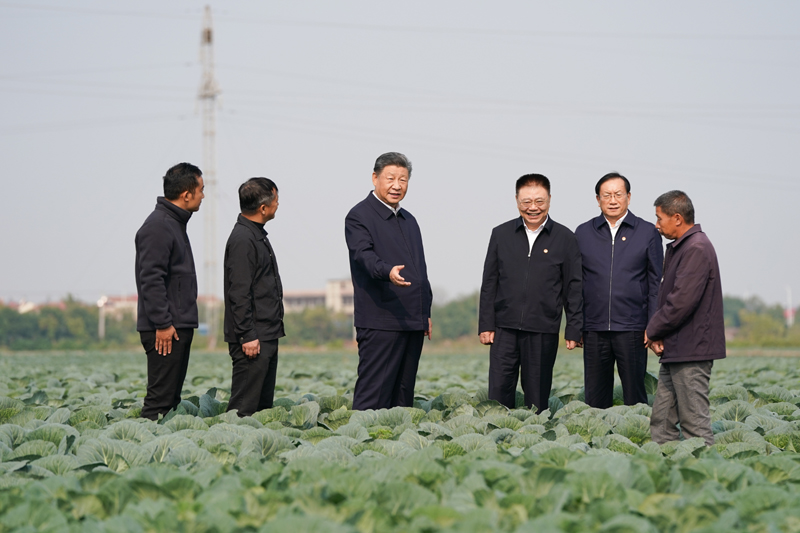 11月4日至6日,中共中央總書記、國家主席、中央軍委主席習(xí)近平在湖北考察。這是5日上午,習(xí)近平在咸寧市嘉魚縣潘家灣鎮(zhèn)十里蔬菜長廊考察時,走進田間,察看蔬菜長勢。